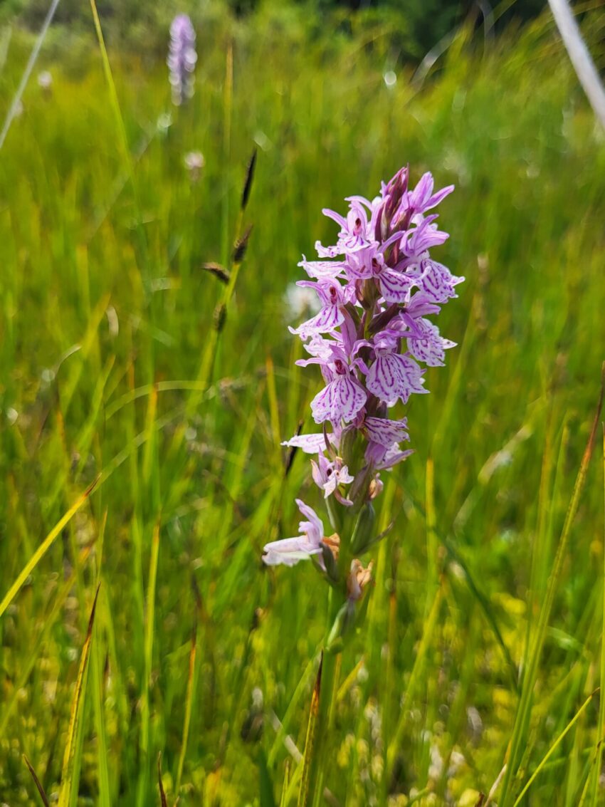 Une orchidée (Orchis tacheté) dans une tourbière